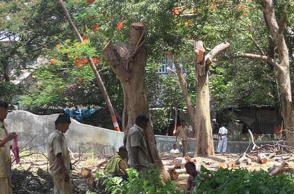 Tree felling in elephant enclosure