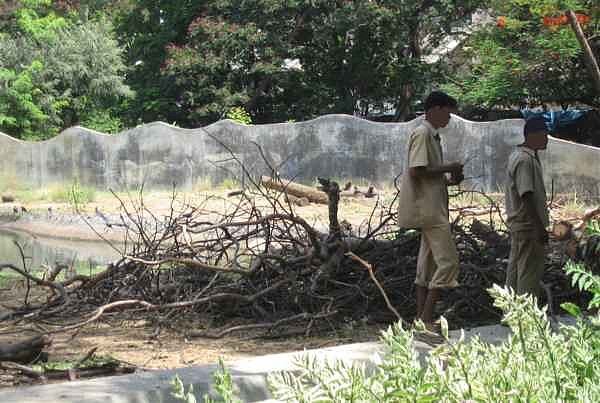 Tree felling in elephant enclosure