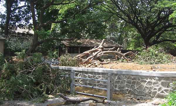 Trees felled outside and within deer enclosure